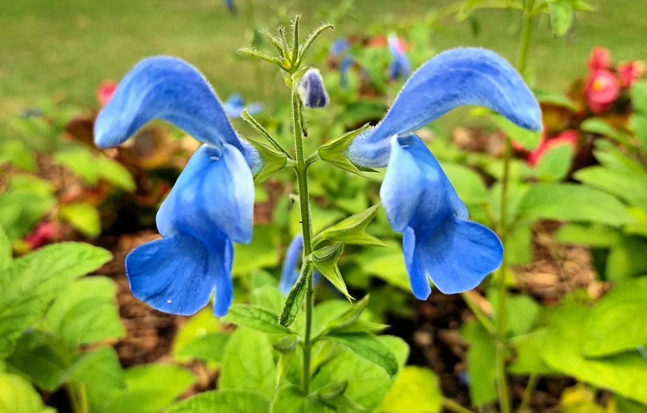 Photo wallpaper nature, spring, Fred Fletcher Park, Jim Perry