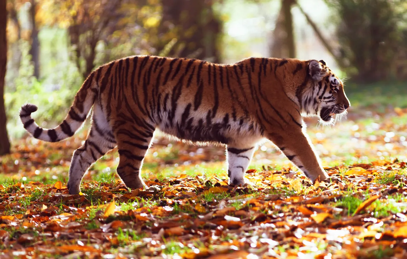 Photo wallpaper autumn, forest, leaves, light, trees, nature, tiger, Park