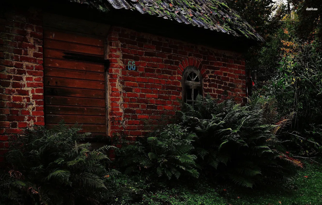 Photo wallpaper forest, house, abandoned, thickets. nature