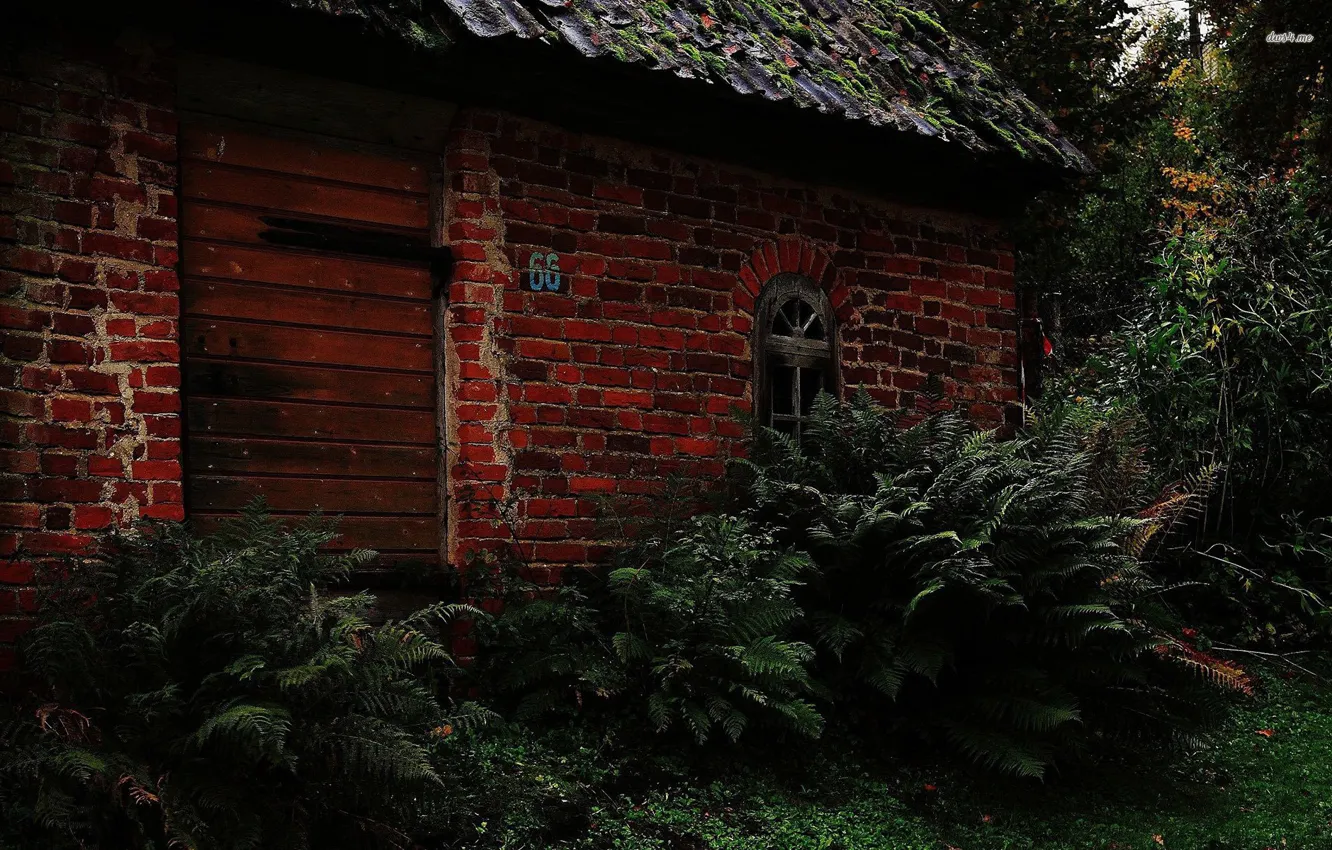 Photo wallpaper forest, home, abandoned, thickets. nature