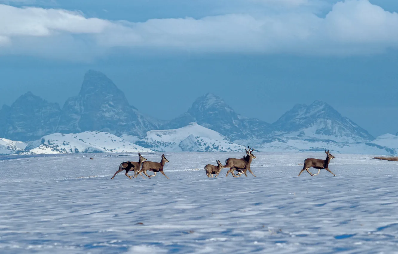 Photo wallpaper winter, field, the sky, clouds, snow, mountains, nature, blue