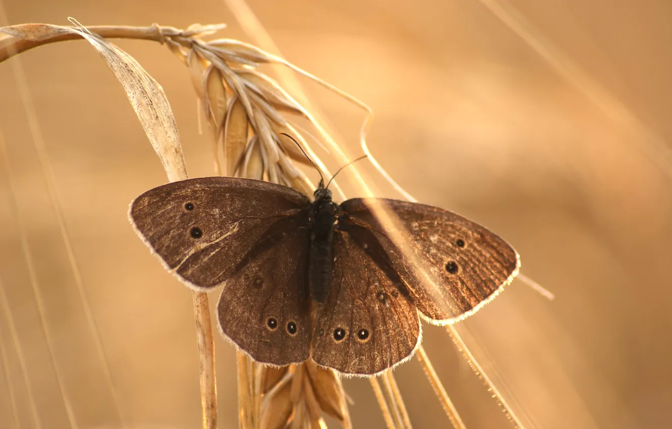 Photo wallpaper butterfly, spikelets, bokeh