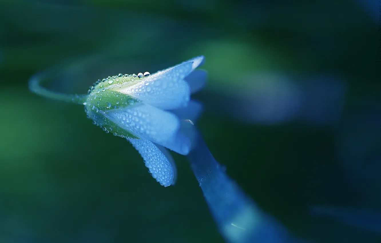 Photo wallpaper greens, flower, drops, macro, blue, plant