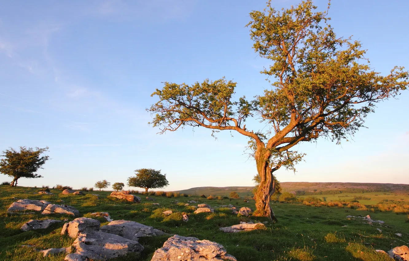 Photo wallpaper grass, trees, sunset, stones, crooked