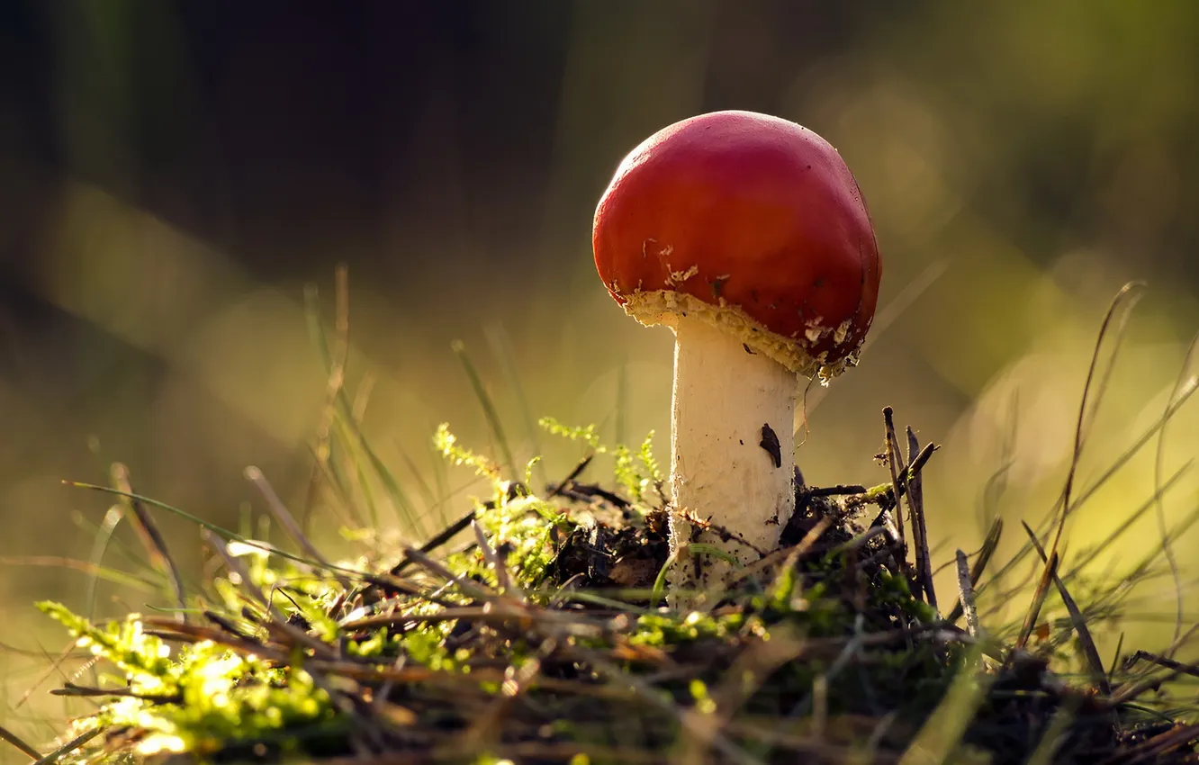 Photo wallpaper autumn, nature, mushrooms
