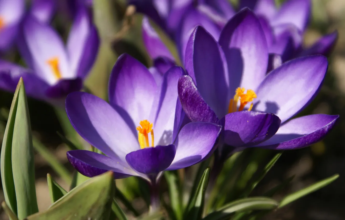 Photo wallpaper purple, macro, flowers, spring, crocuses, primrose