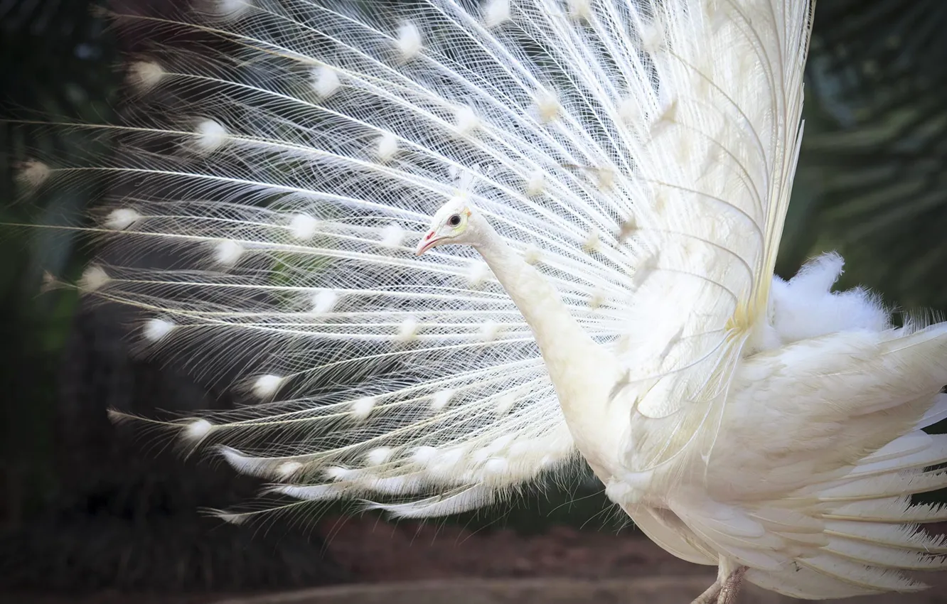Photo wallpaper bird, feathers, tail, white Indian peacock