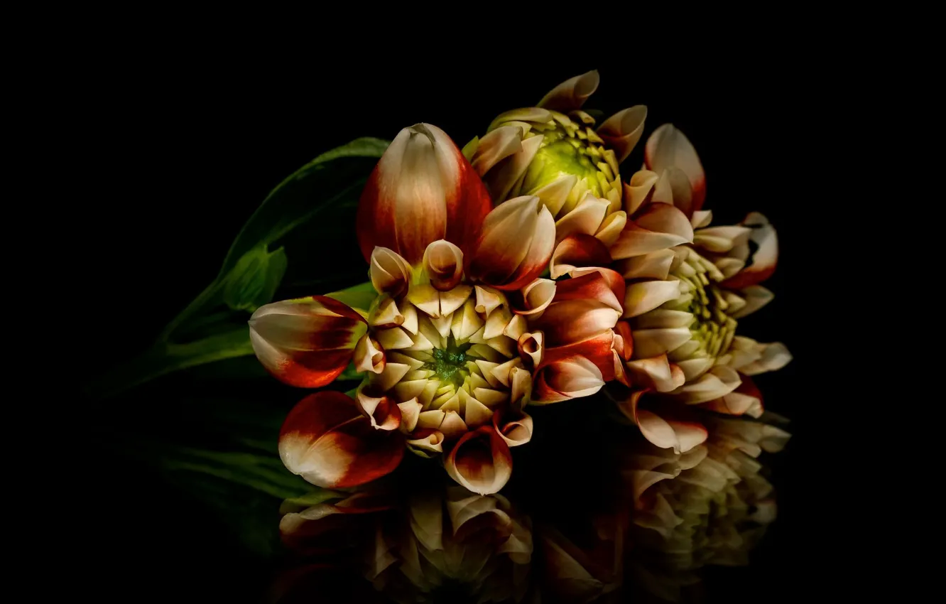 Photo wallpaper macro, flowers, black background, dahlias