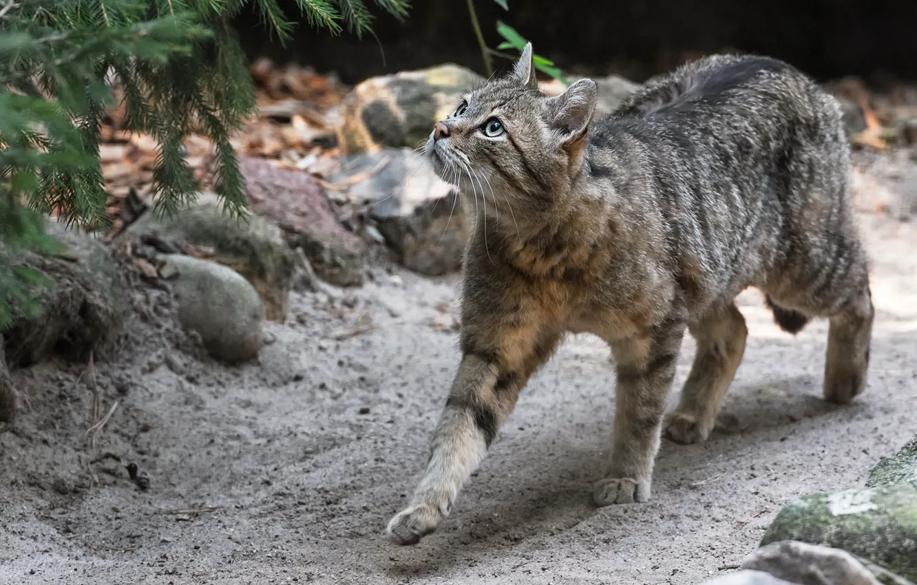 Photo wallpaper cat, cat, look, nature, stones, grey, walk, needles