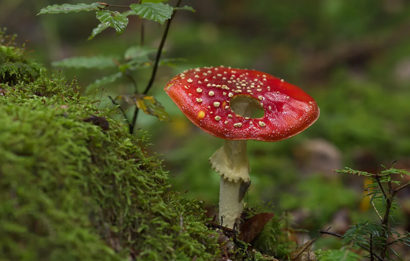 Photo wallpaper greens, leaves, branches, nature, mushrooms, moss, mushroom, hole