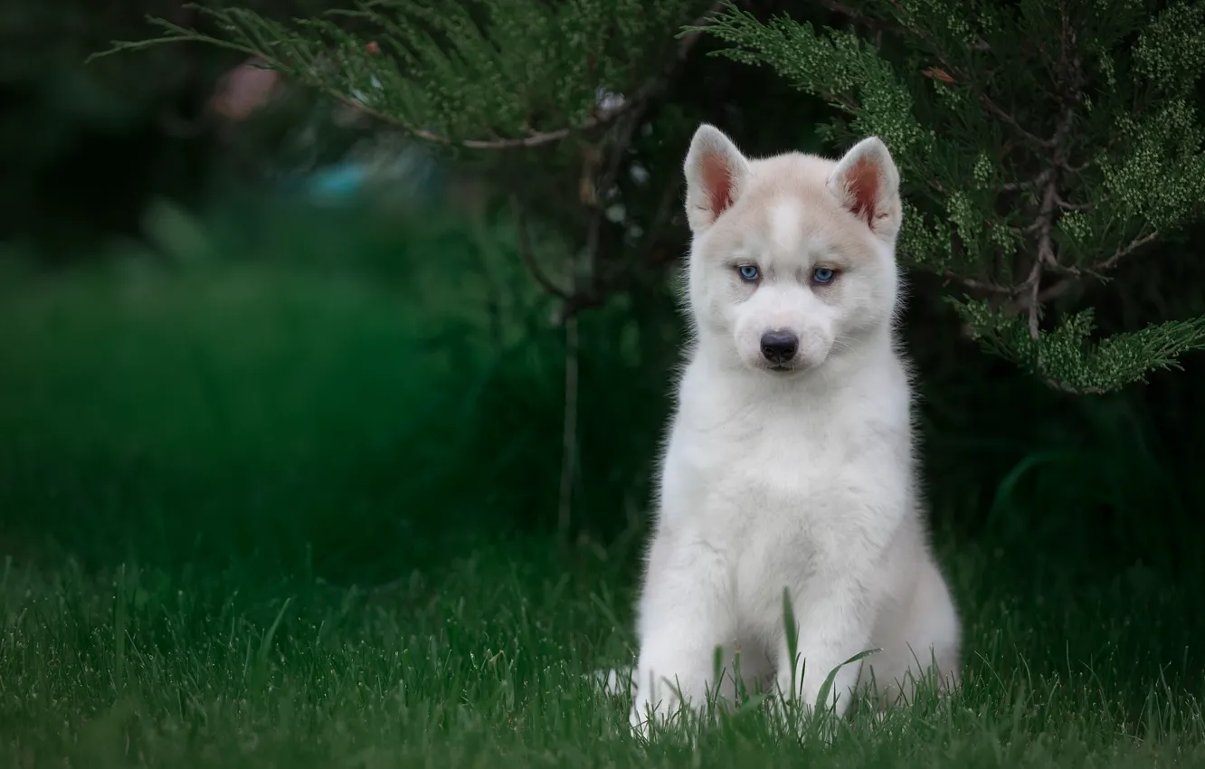 Photo wallpaper grass, puppy, husky