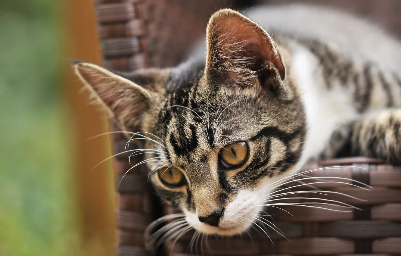 Photo wallpaper cat, look, pose, grey, portrait, kitty, face, basket