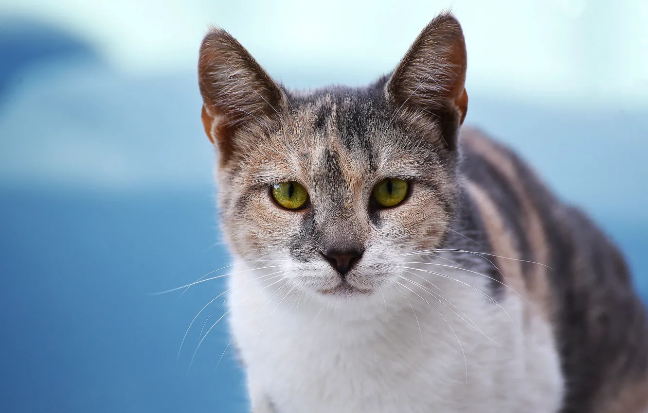 Photo wallpaper cat, face, green eyes