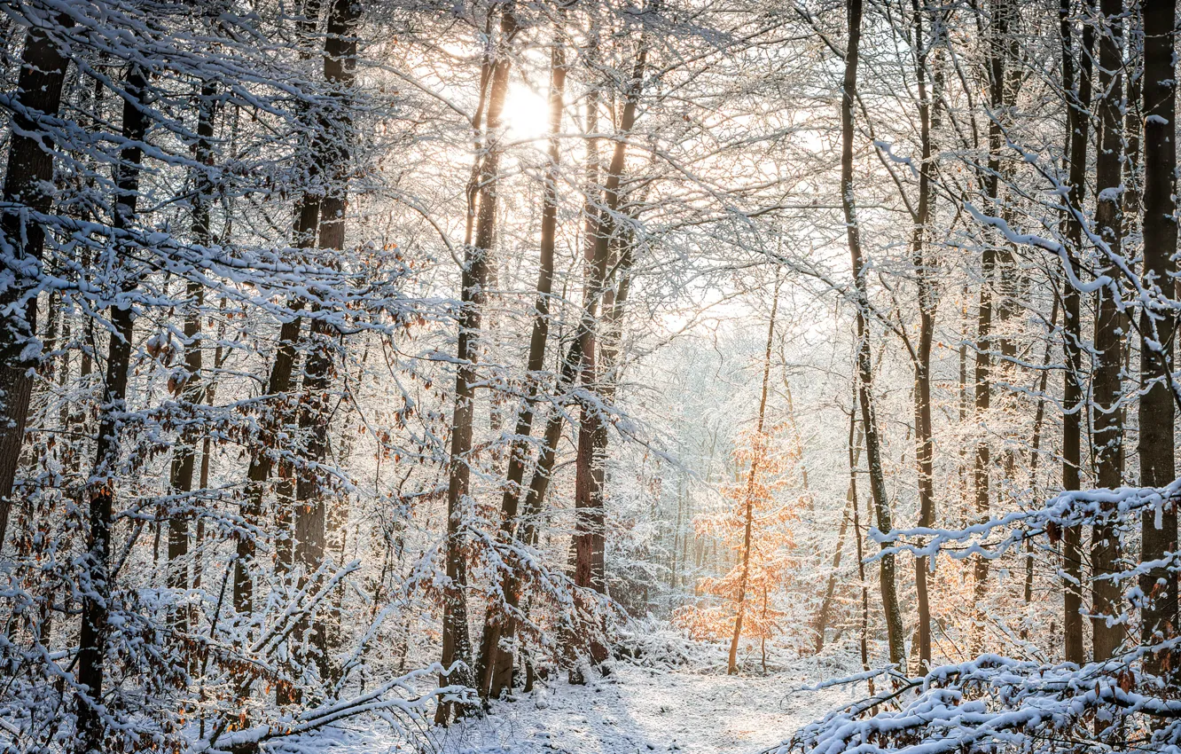 Photo wallpaper winter, frost, forest, the sun, rays, light, snow, trees