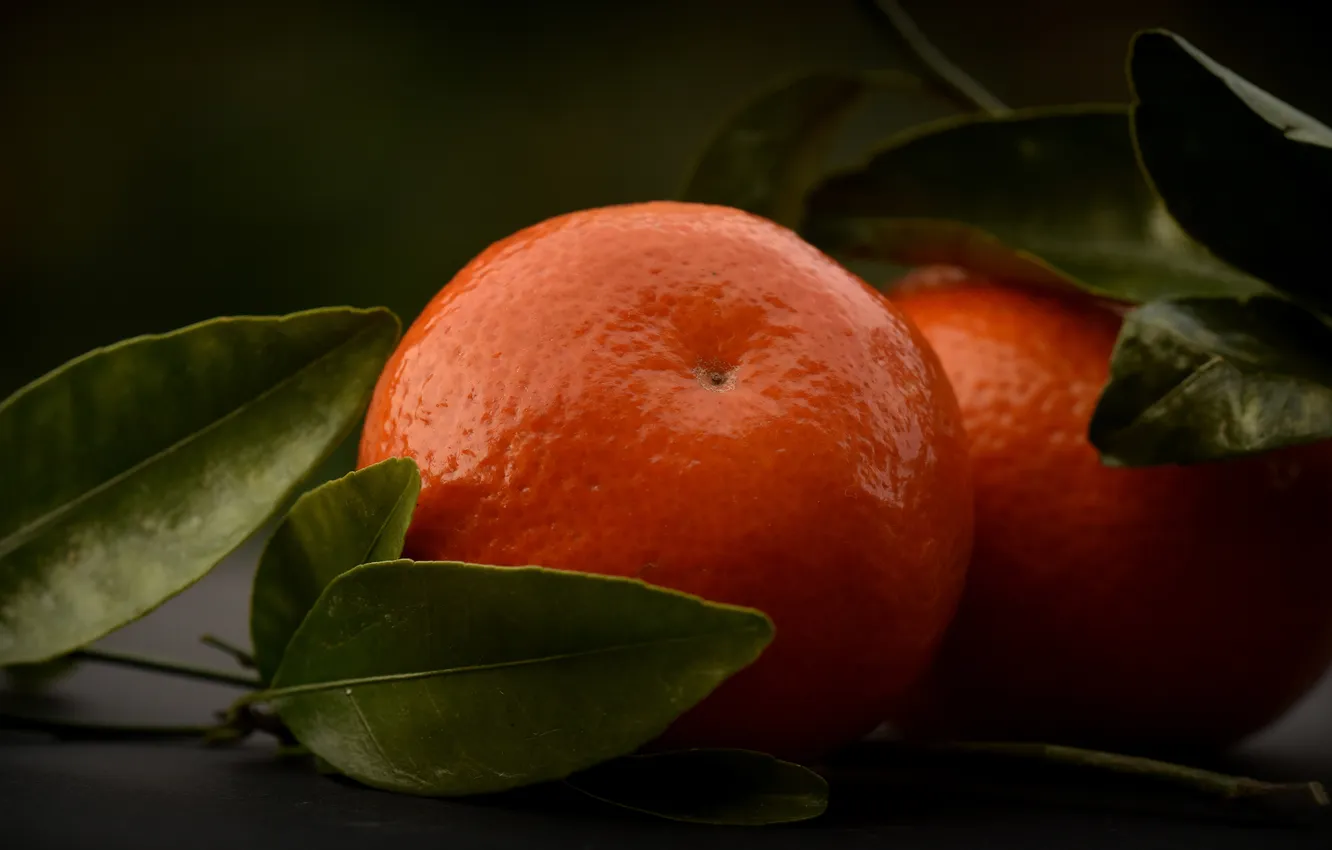 Photo wallpaper leaves, the dark background, tangerines
