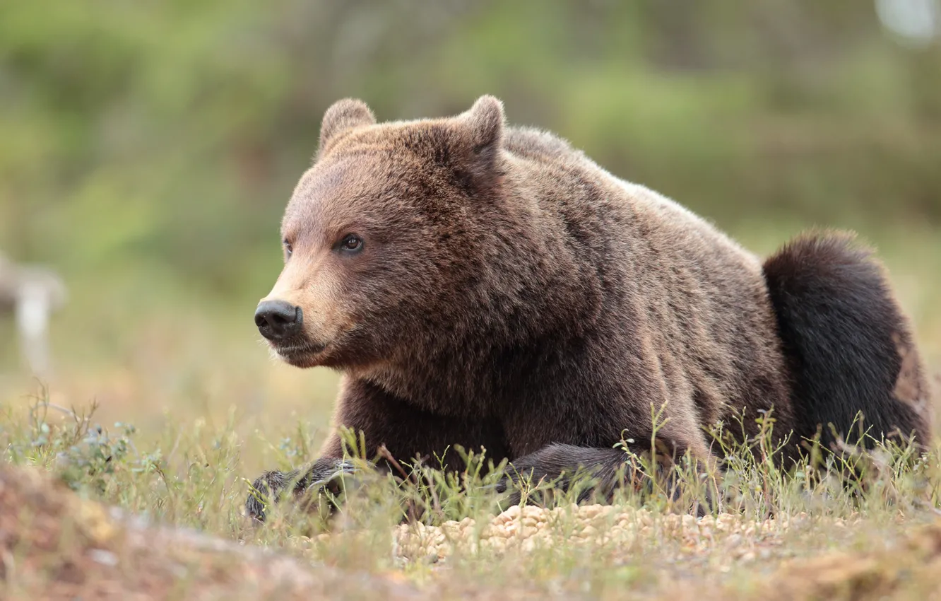 Photo wallpaper grass, look, face, nature, pose, bear, lies, brown bear