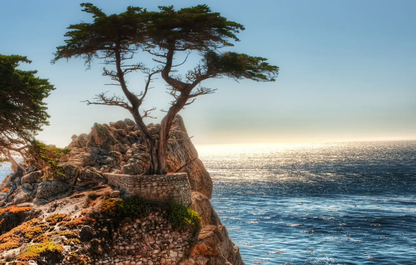 Photo wallpaper tree, rocks, The ocean
