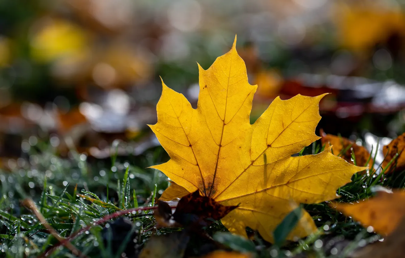 Photo wallpaper autumn, grass, leaves, drops, light, yellow, leaf, maple
