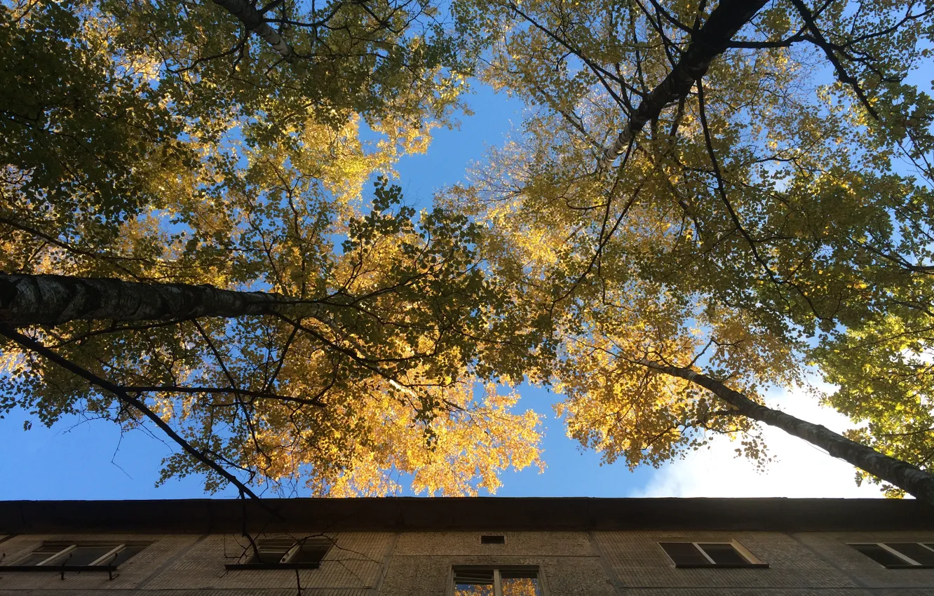 Photo wallpaper autumn, the sky, the city, reflection, window, birch, Golden autumn
