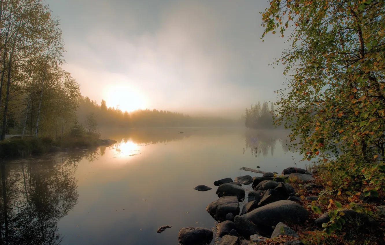Photo wallpaper forest, the sky, grass, the sun, clouds, trees, landscape, sunset