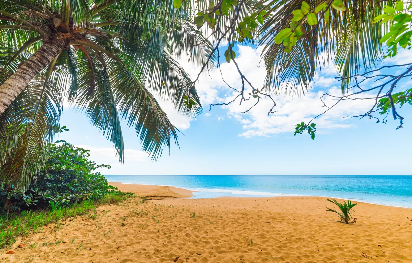 Photo wallpaper sand, sea, wave, beach, summer, the sky, palm trees, shore