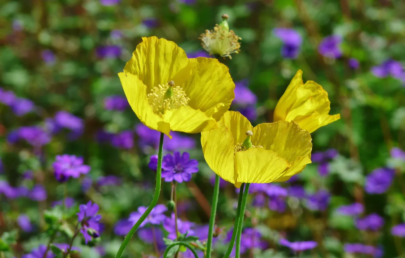 Photo wallpaper Maki, spring, spring, poppies, yellow flowers, Yellow flowers, Yellow poppies