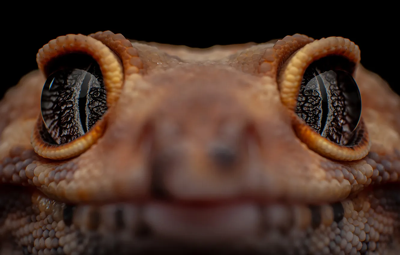 Photo wallpaper eyes, reptile, scales