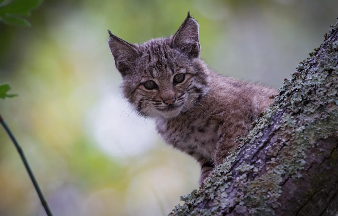 Photo wallpaper look, cub, kitty, lynx, face, wild cat, a small lynx