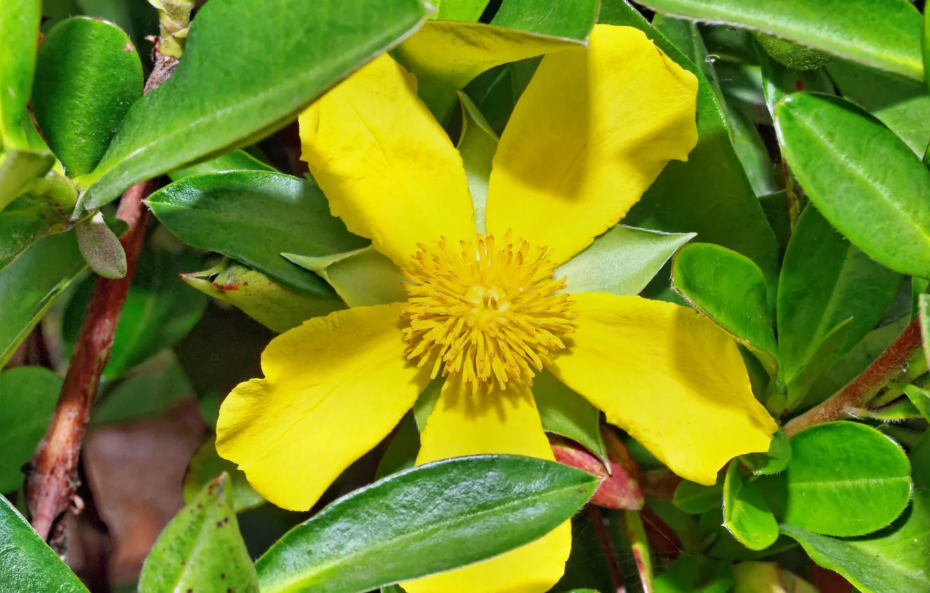 Photo wallpaper flowers, Yellow flower, leaves