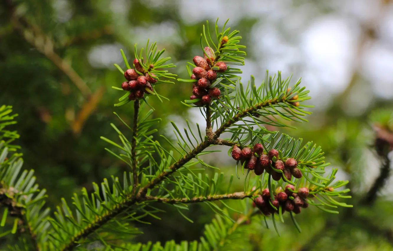 Spruce Spring Wallpaper spring, spruce, twig for mobile and desktop, section природа ...