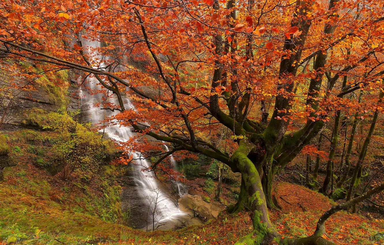 Photo wallpaper autumn, forest, trees, waterfall, Spain, Spain, Bizkaia, Biscay