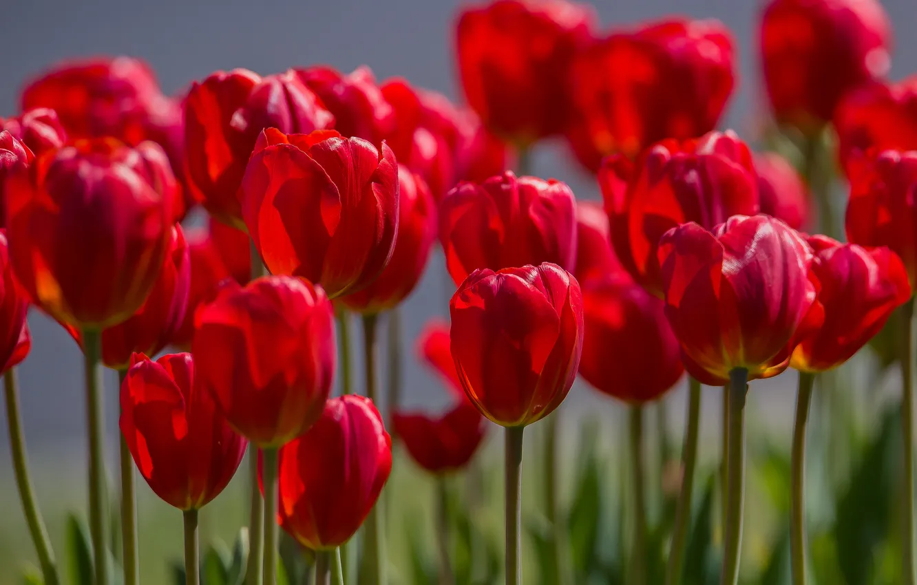 Photo wallpaper flowers, nature, spring, may, tulips