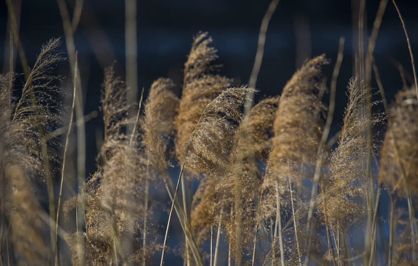 Photo wallpaper nature, spring, dry grass