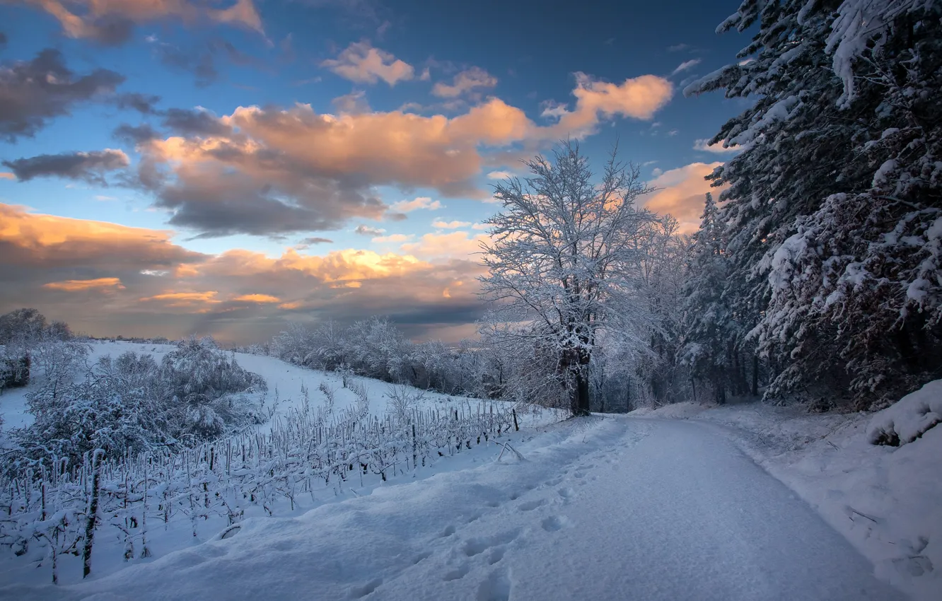 Photo wallpaper winter, road, snow, trees, landscape, forest, road, trees