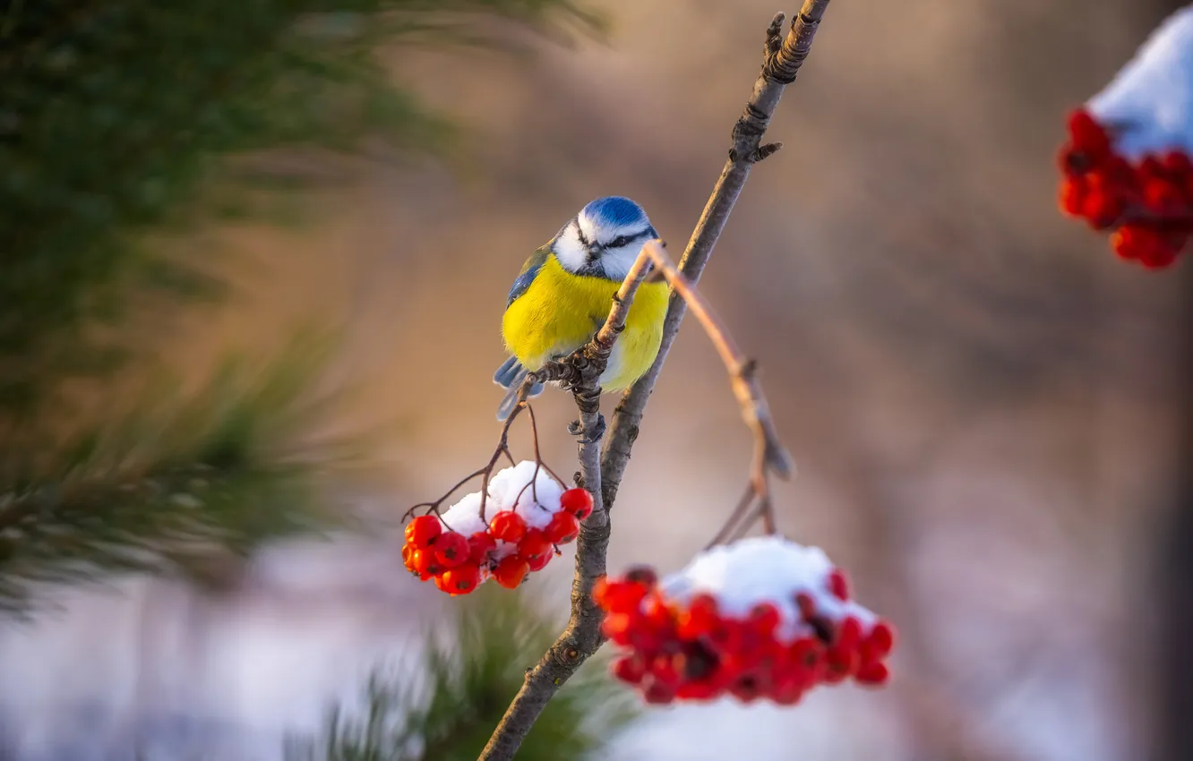 Photo wallpaper winter, snow, branches, nature, berries, Rowan, tit