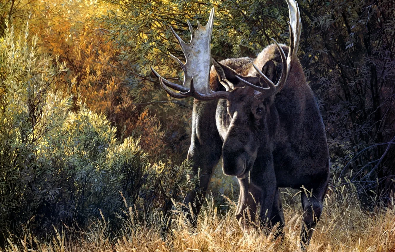 Photo wallpaper grass, trees, horns, the bushes, moose