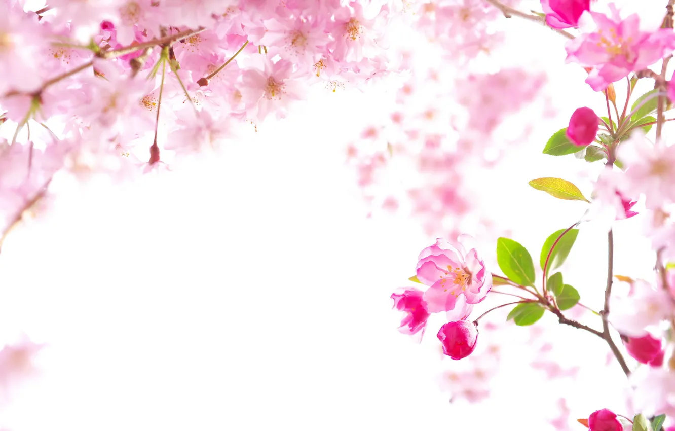 Photo wallpaper nature, spring, Sakura