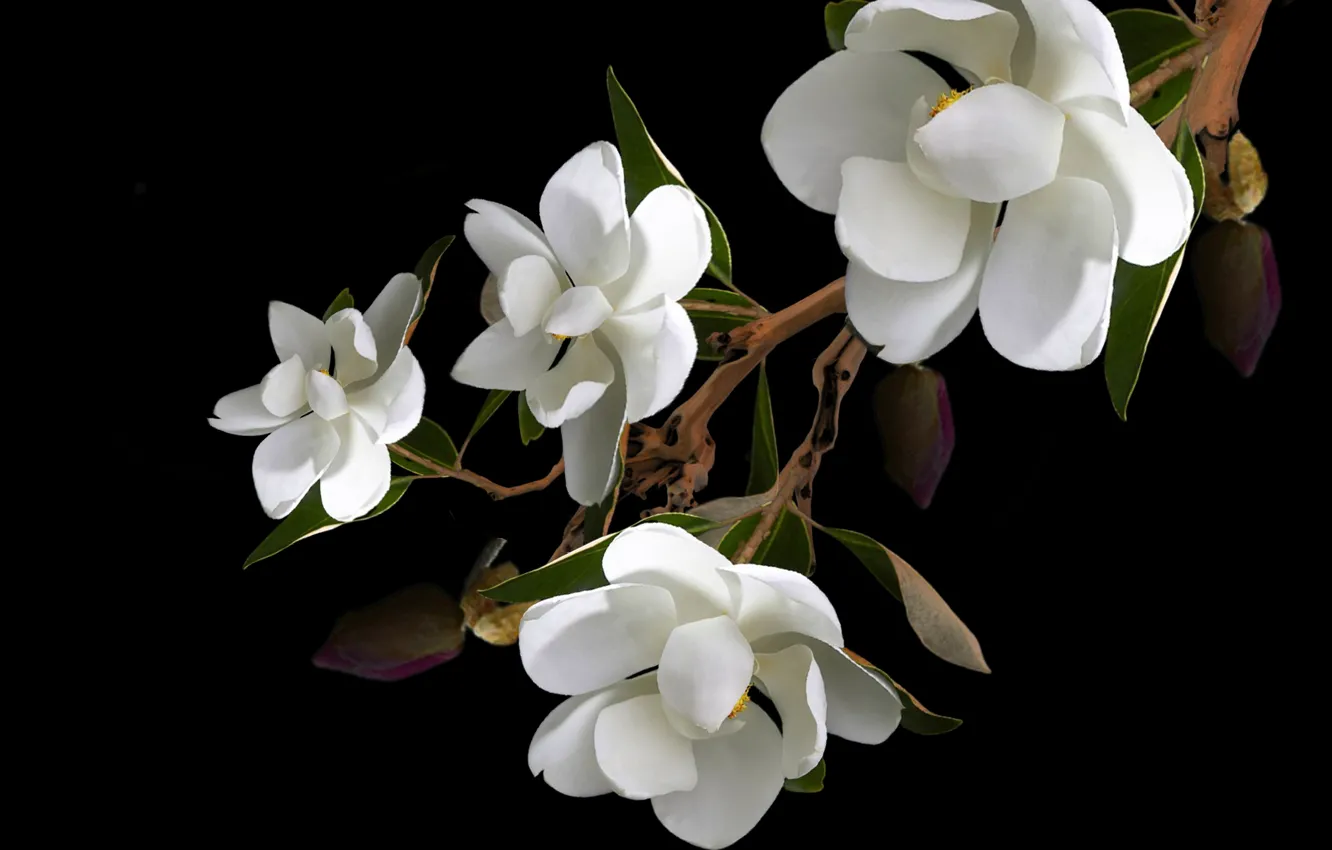 Photo wallpaper flower, petals, branch, magnolias, pistils, stambs