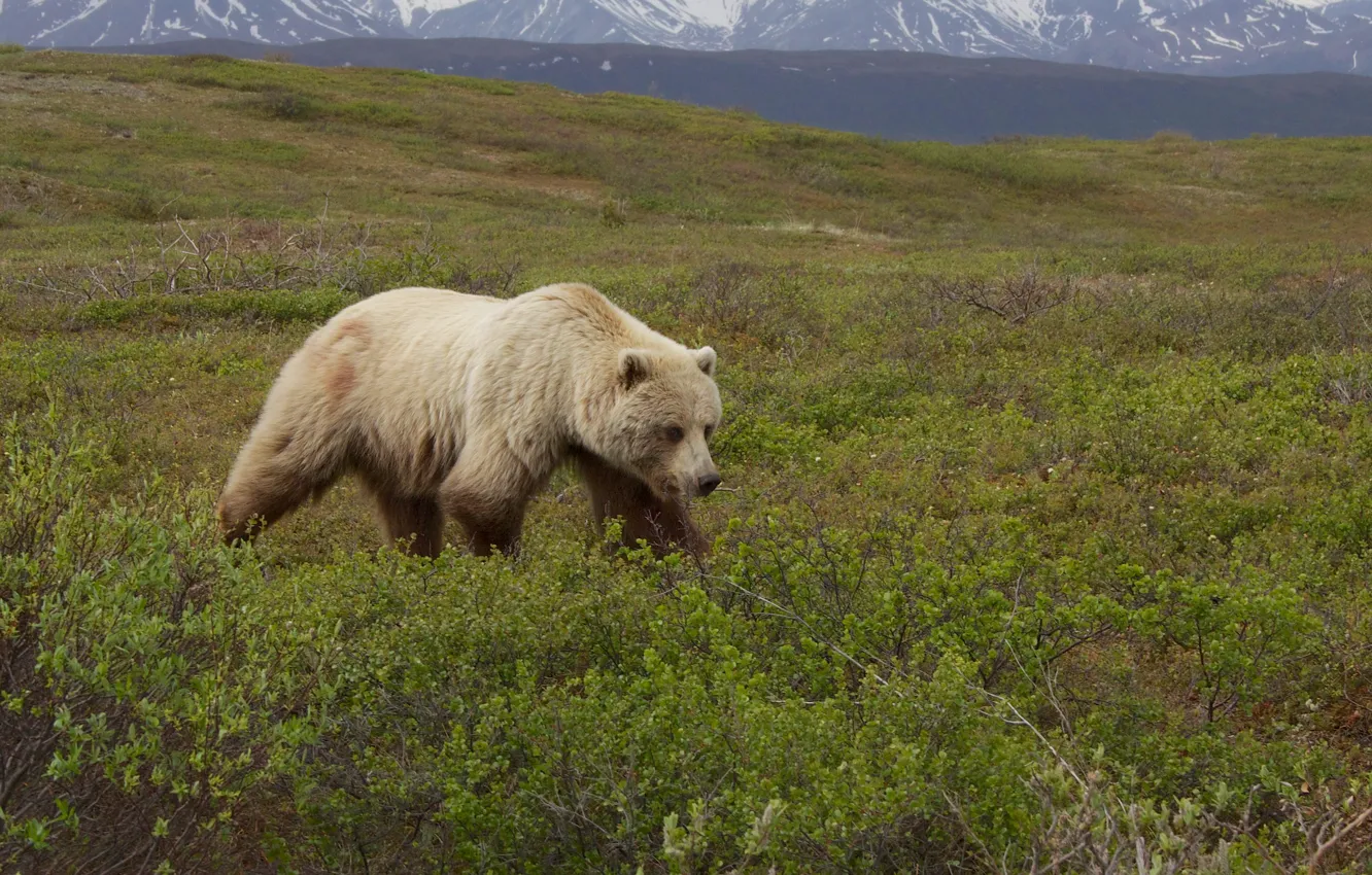 Photo wallpaper Grizzly Bear, Ursus arctos, .gray bear on grass field near mountains