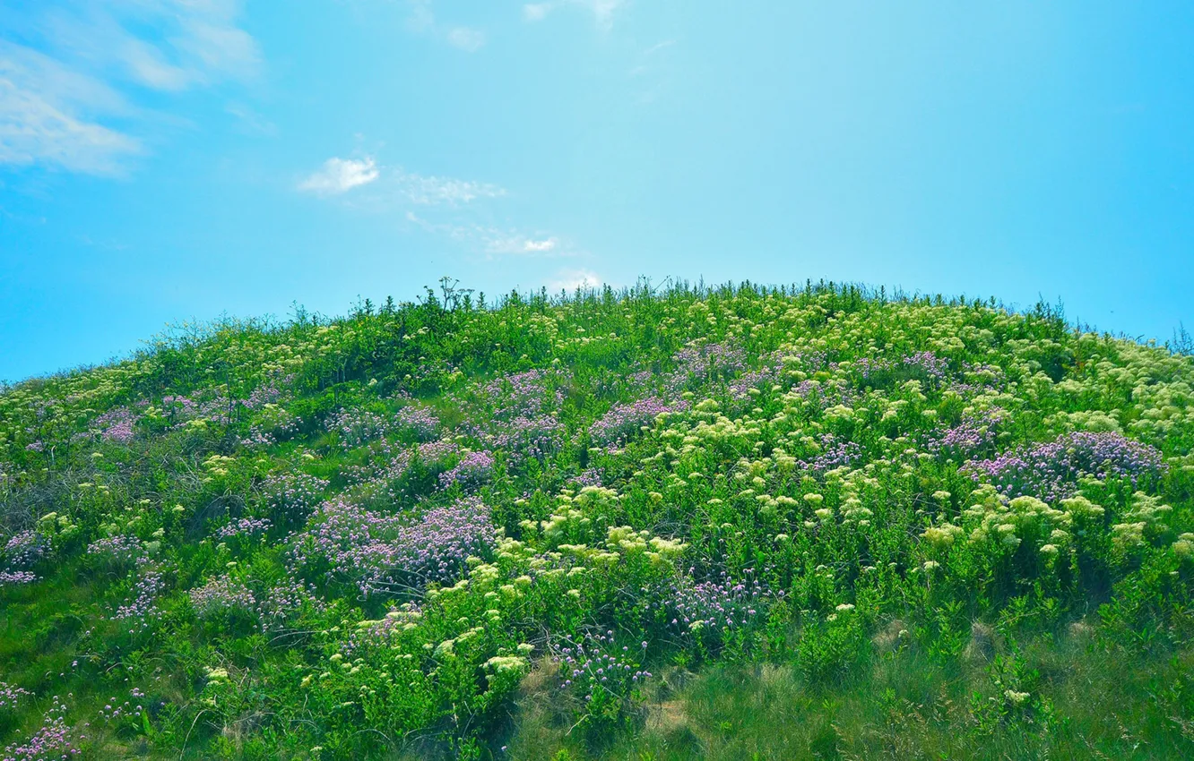 Photo wallpaper grass, flowers, hill, spring, sunny, Top