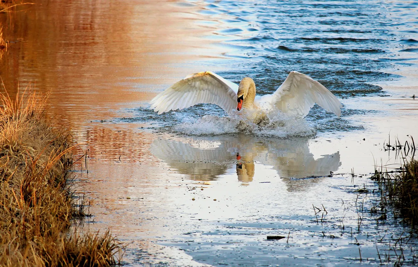 Photo wallpaper white, grass, water, squirt, nature, pose, reflection, bird