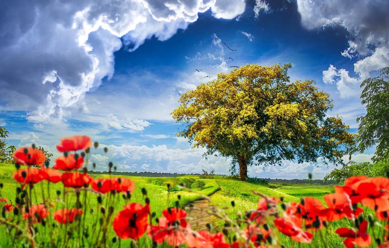 Photo wallpaper the sky, grass, clouds, nature, Mac, sky, nature, clouds