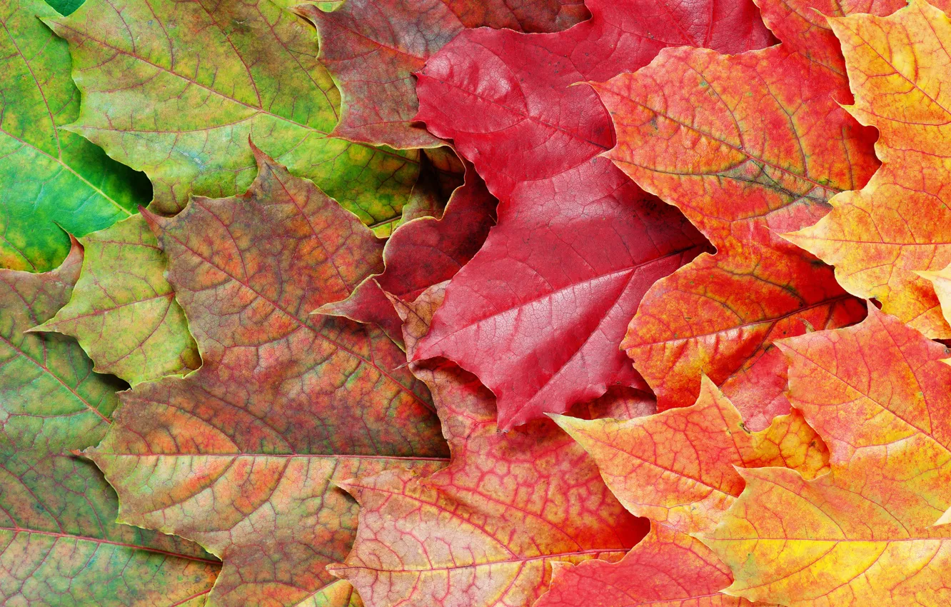 Photo wallpaper autumn, leaves, background, colorful, rainbow, maple, autumn, leaves