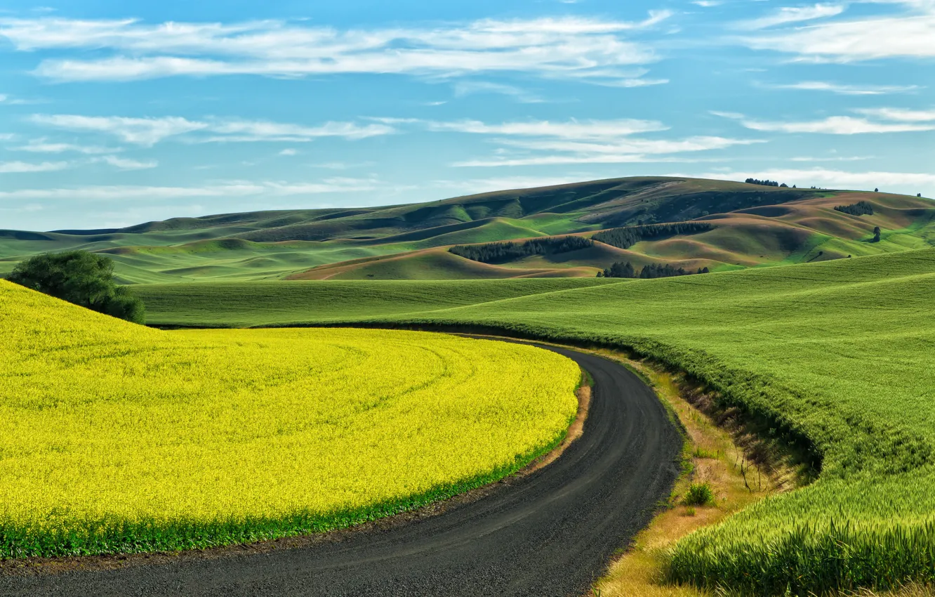 Photo wallpaper wheat, field, USA, crops, rape, country road, Palouse, Southeast Washington