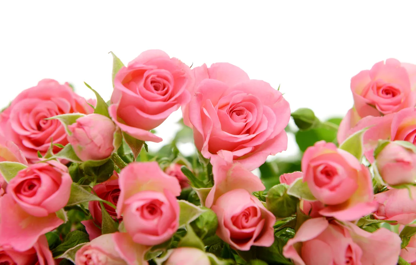 Photo wallpaper roses, pink, flowers, roses