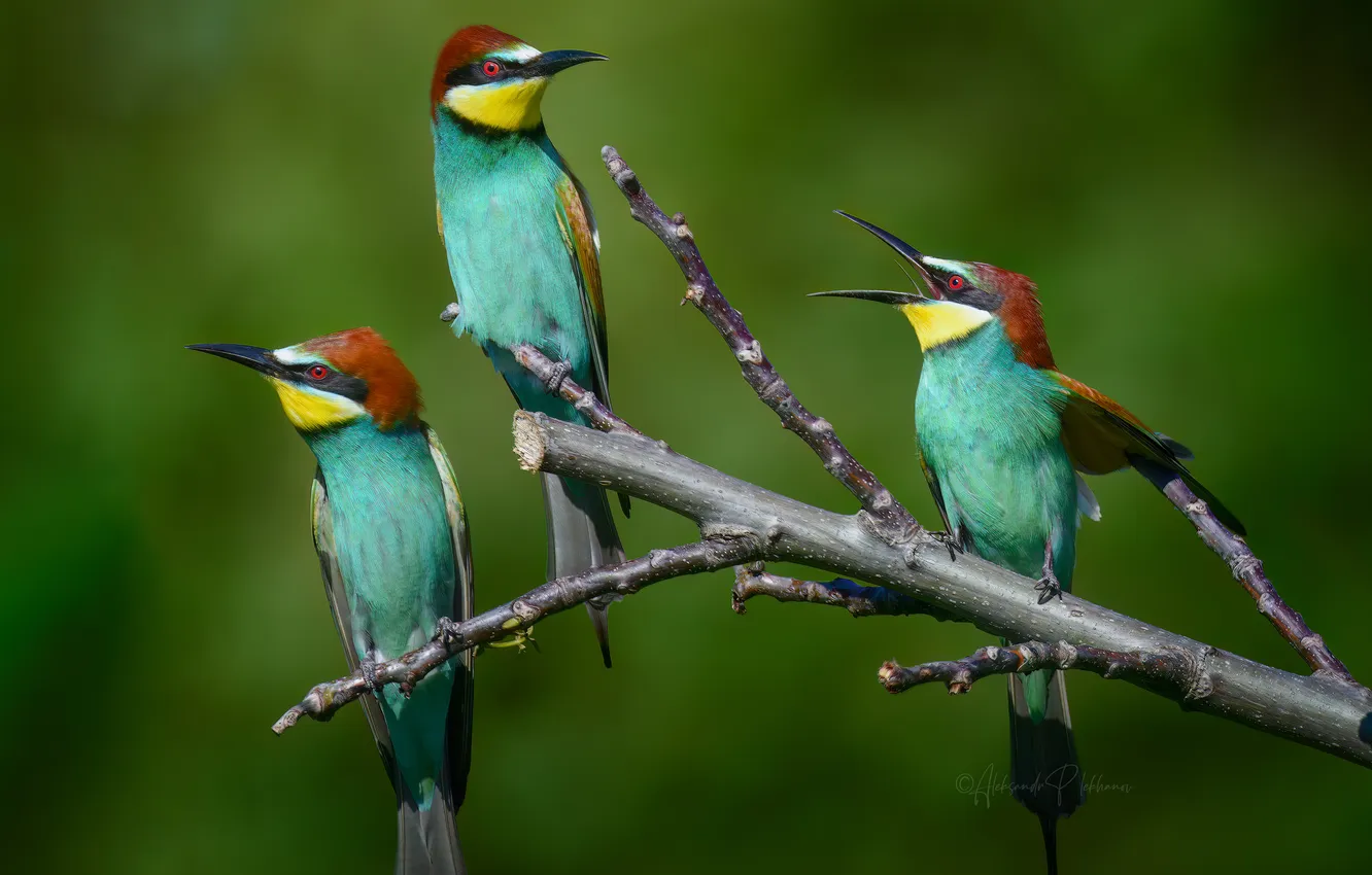 Photo wallpaper bird, bokeh, three birds, colorful plumage, Shchurkin's gatherings, Alexander Plekhanov