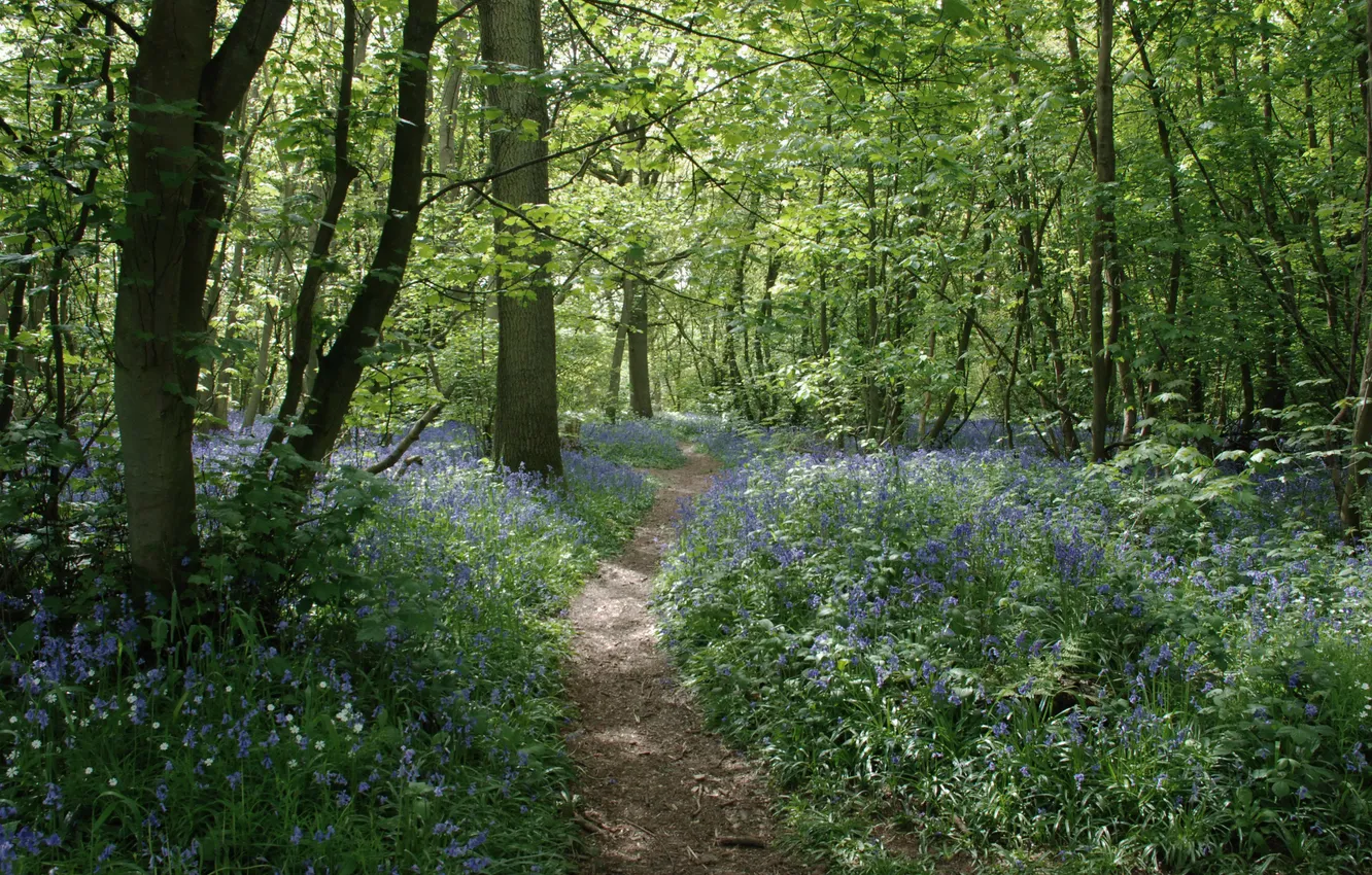 Photo wallpaper forest, trees, nature, England, UK, bells, path, England