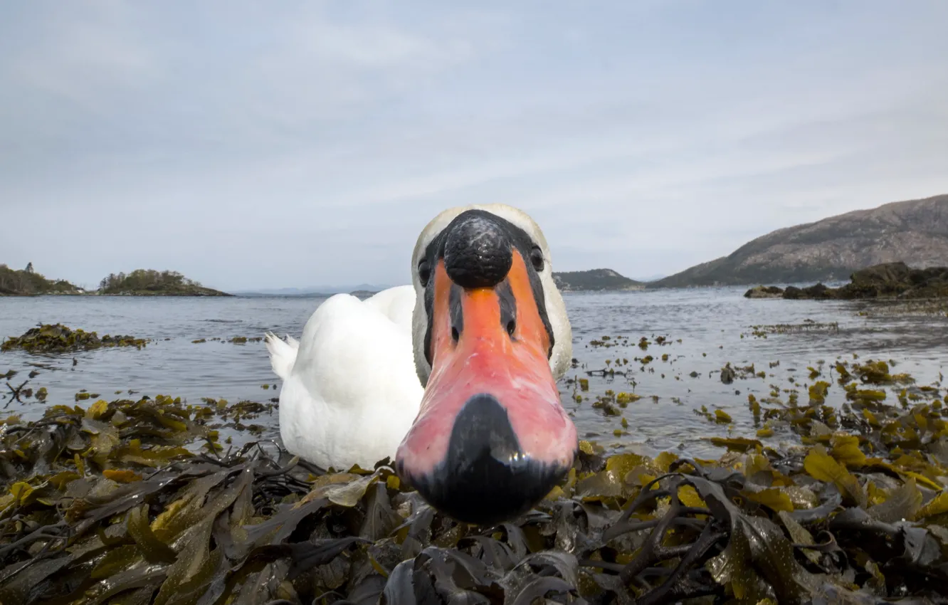 Photo wallpaper lake, bird, swans