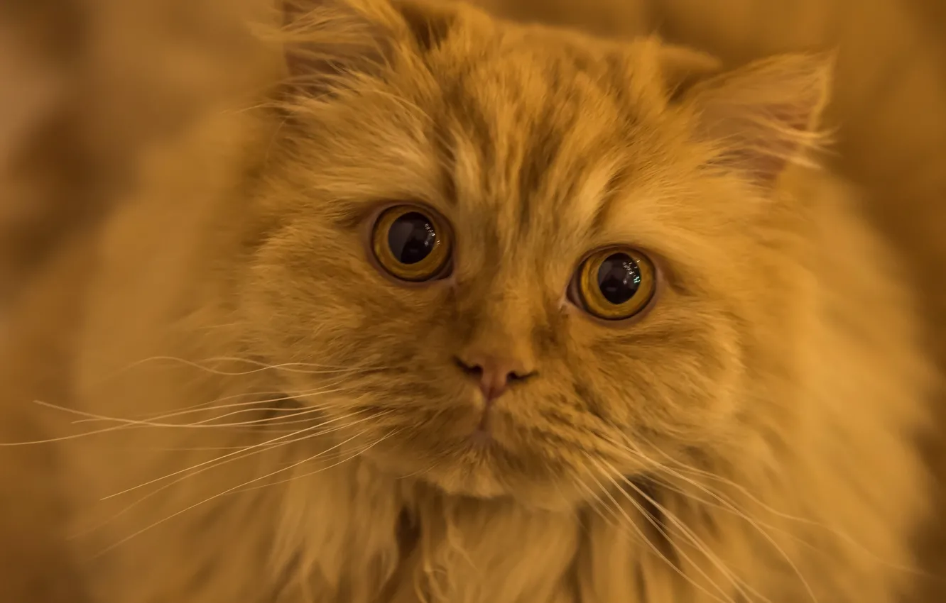 Photo wallpaper cat, mustache, look, muzzle, red, eyes, red cat