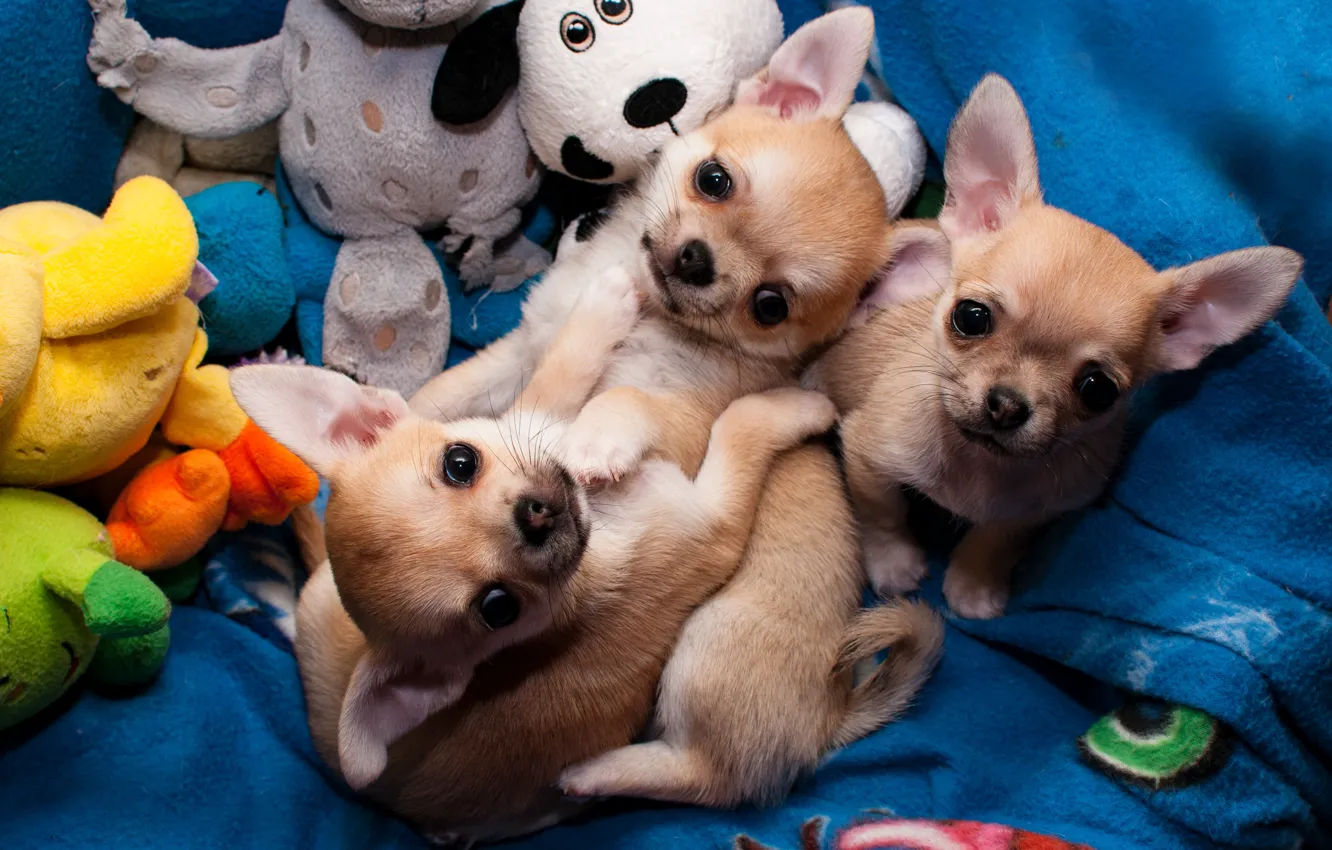 Photo wallpaper dogs, look, toys, puppies, puppy, three, kids, trio